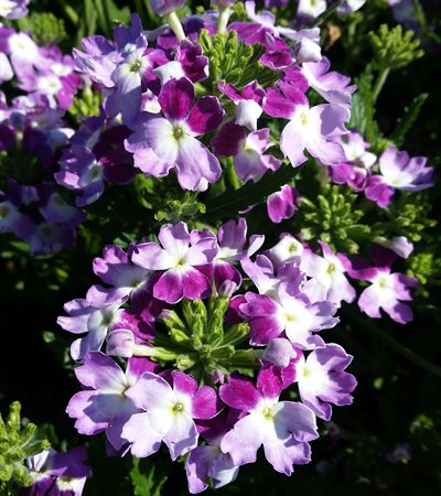 Verbena Lanai® Twister Purple